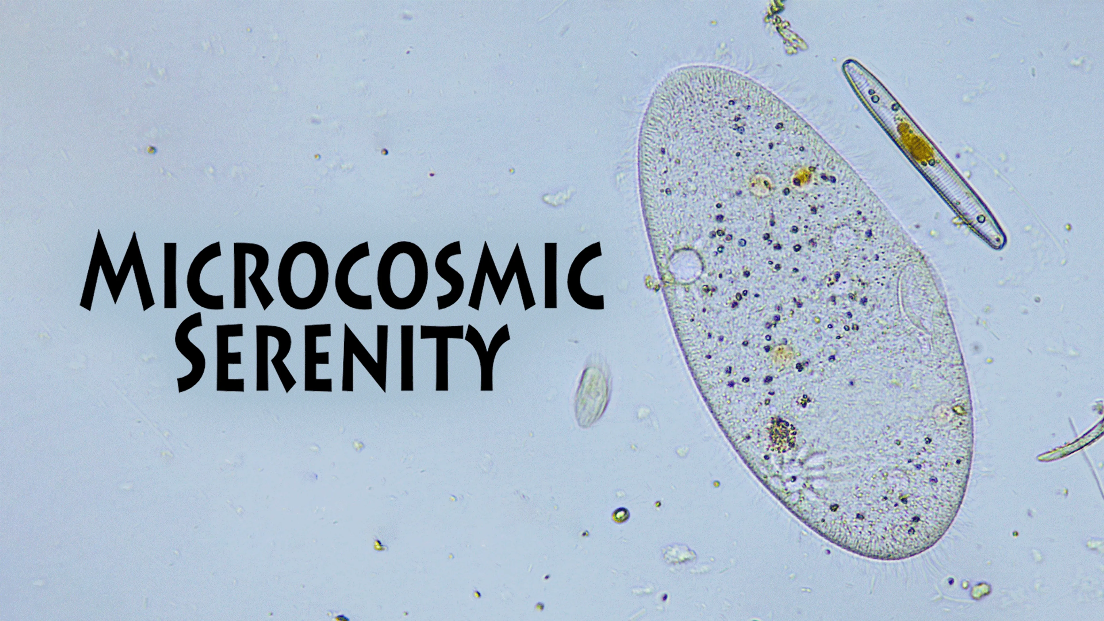 Microcosmic Serenity poster